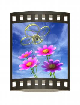 Drone, quadrocopter, with photo camera against the sky and Beautiful Cosmos Flower. 3D illustration. The film strip