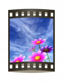 Beautiful Cosmos Flower against the sky. 3D illustration.. The film strip