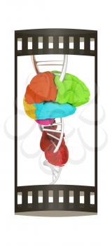 DNA, brain and heart. 3d illustration. The film strip