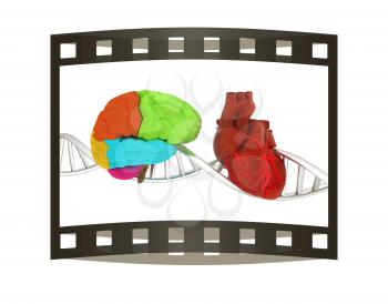 DNA, brain and heart. 3d illustration. The film strip