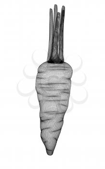 carrot. 3D illustration