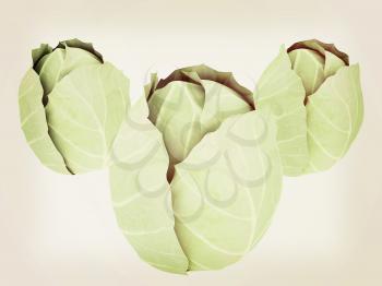 green cabbage isolated on white background. 3d illustration. Vintage style
