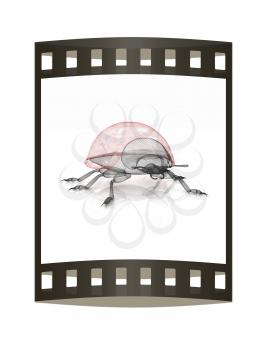 Ladybird on a white background. 3D illustration.. The film strip.