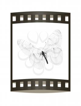 Line butterfly concept. 3d illustration. The film strip.