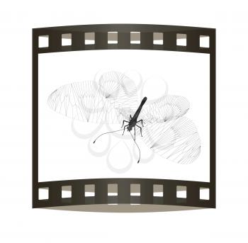 Line butterfly concept. 3d illustration. The film strip.