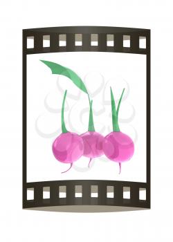 Small garden radish isolated on white background. 3d illustration. The film strip.