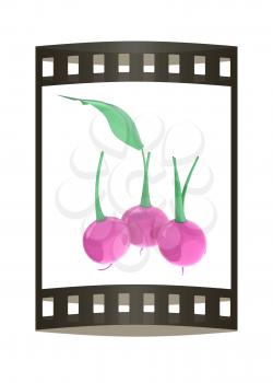 Small garden radish isolated on white background. 3d illustration. The film strip.