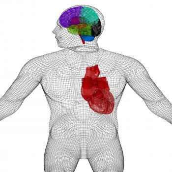 Wire human body model with heart and brain in x-ray. 3d render