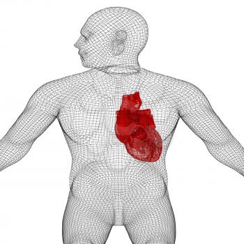 Human Internal Organic - Human Heart, medical concept. 3d render