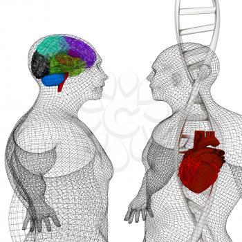 3D medical background with DNA strands and wire human body model with heart and brain in x-ray. 3d render