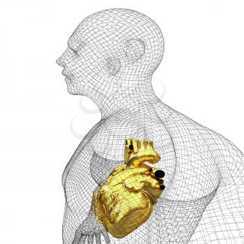Human Internal Organic - Human Heart, medical concept. 3d render