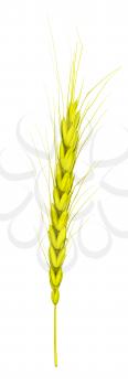 Wheat ears spikelets with grains. 3d render
