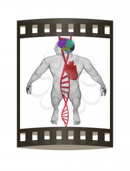 3D medical background with DNA strands and wire human body model with heart and brain in x-ray. 3d render. Film strip.