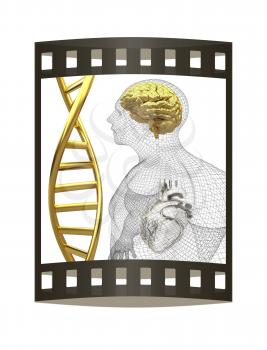3D medical background with DNA strands and wire human body model with heart and brain in x-ray. 3d render. Film strip.