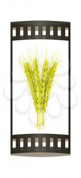 Wheat ears spikelets with grains. 3d render. Film strip.