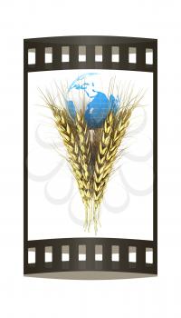 Golden metal ears of wheat and Earth. Symbol that depicts prosperity, wealth and abundance. 3d render. Film strip.
