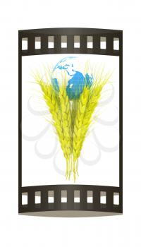 Yellow ears of wheat and Earth. Symbol that depicts prosperity, wealth and abundance. 3d render. Film strip.
