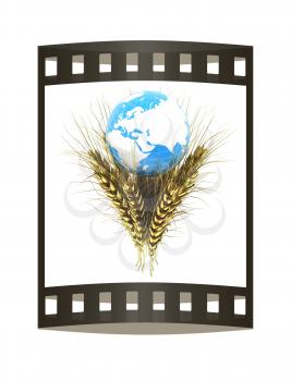 Golden metal ears of wheat and Earth. Symbol that depicts prosperity, wealth and abundance. 3d render. Film strip.
