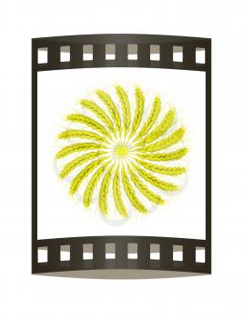 3D illustration of a yellow wreath made of wheat spikelets. Design element. 3d render. Film strip.