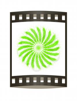 3D illustration of a green wreath made of wheat spikelets. Design element. 3d render. Film strip.