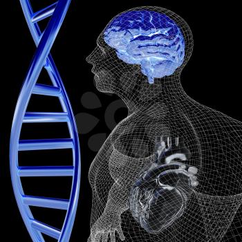 3D medical background with DNA strands and wire human body model with heart and brain in x-ray. 3d render. On a black background.