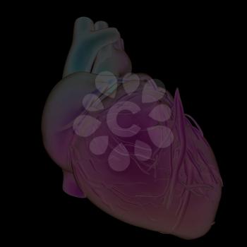 Abstract illustration of anatomical human heart. 3d render. On a black background.