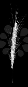 Wheat ears spikelets. 3d render. On a black background.
