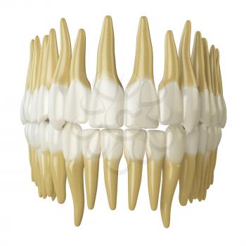 Human teeth  isolated on white. 3d illustration