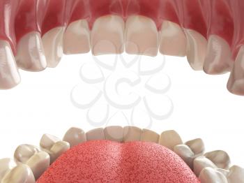 Teeth or dentures. Open human mouth upper and lower jaw. 3d illustration