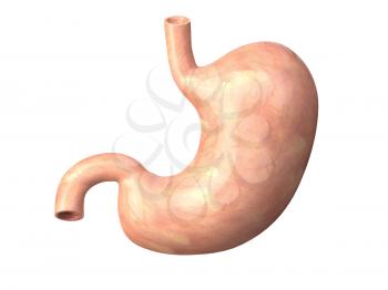 Human  stomach isolated on white background. Anatomy. 3d illustration
