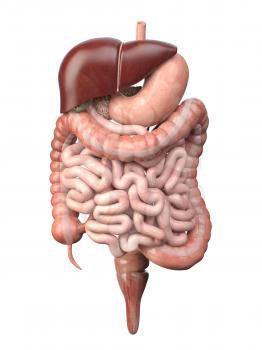 Human digestive system isolated on white background. Anatomy,  internal organs. 3d illustration