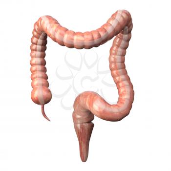 Large intestine medically accurate isolated on white. Human digestive system anatomy. Gastrointestinal tract. 3d illustration