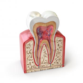 Dental tooth anatomy. Cross section of human tooth isolated on white. 3d illustration