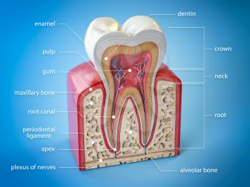 Dental tooth anatomy. Cross section of human tooth  with infographics and description. 3d illustration
