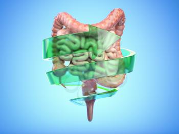Intestine and digestive system protection and healthy bowel concept. Colon with arrow. 3d illustration