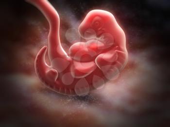 human embryo at the end of 5 weeks