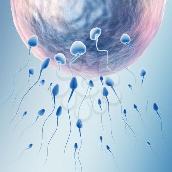 Spermatozoids and human egg