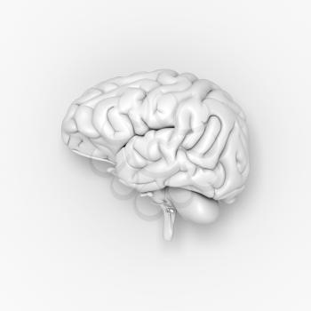 Brain on the light grey background. 3D illustration