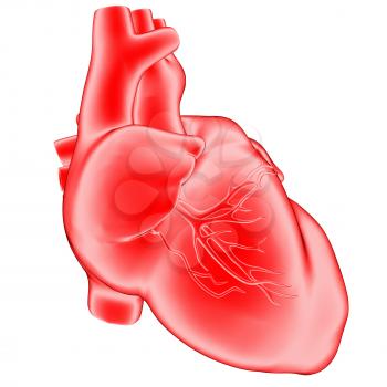 Human heart, isolated on the white. 3D illustration