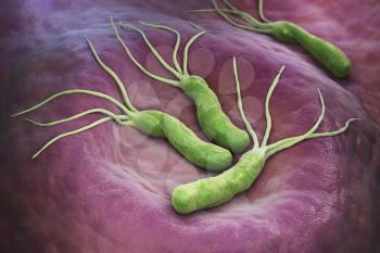 Helicobacter Pylori is a Gram-negative, microaerophilic bacterium found in the stomach. 3D illustration