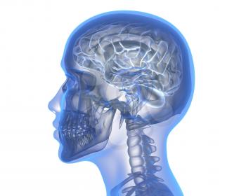 Human brain over white background. 3D illustration