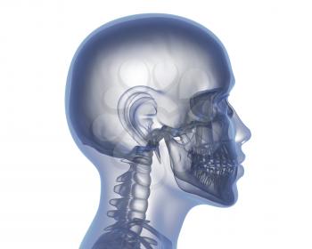 Human head with no brain. 3D illustration