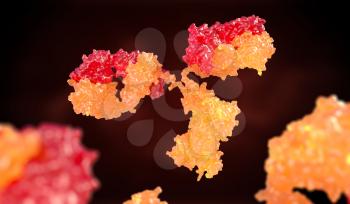 Human antibody (immunoglobulin). 3D illustration