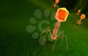 Bacteriophage virus particle on bacteria surface. 3D illustration
