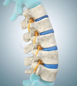 Human lumbar spine model demonstrating normal discs. 3D illustration
