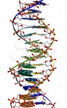 Part of DNA macromolecule