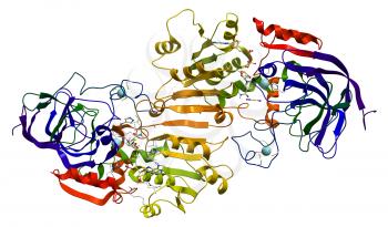 Human alcohol dehydrogenase (ADH1A) protein model