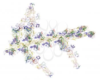 Molecular motor: myosins and actin causing muscle contractions. Illustration on a white background