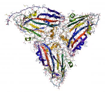 The structure of Southern Bean Mosaic Virus. 3D view