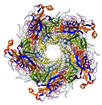 Major Capsid Protein L1 of Human Papilloma Virus type 16 molecular structure